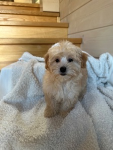 Мальчик мальтипу ф1 мини 2,5 месяца Светлого кремового окраса