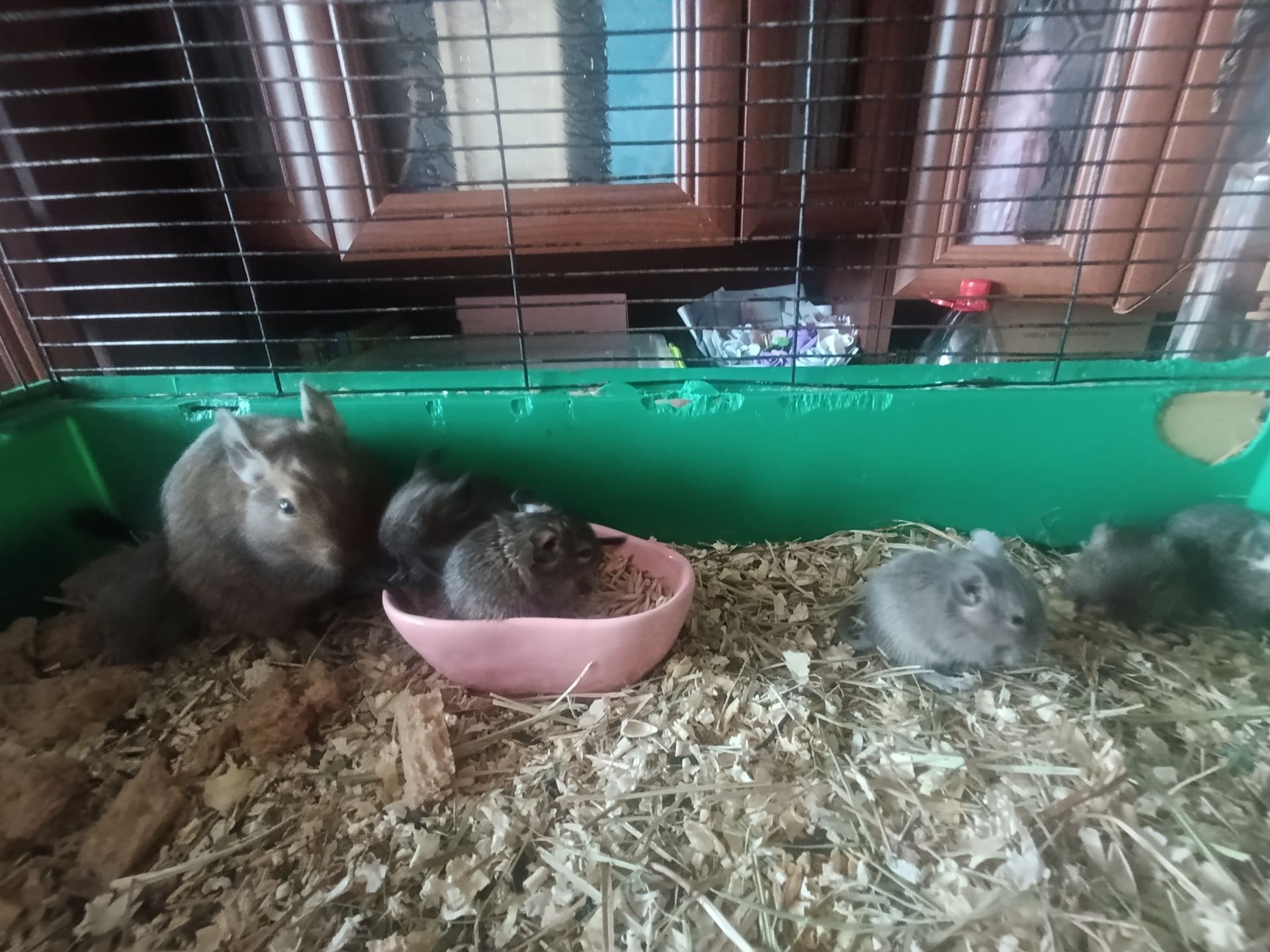 Дегу в добрі руки