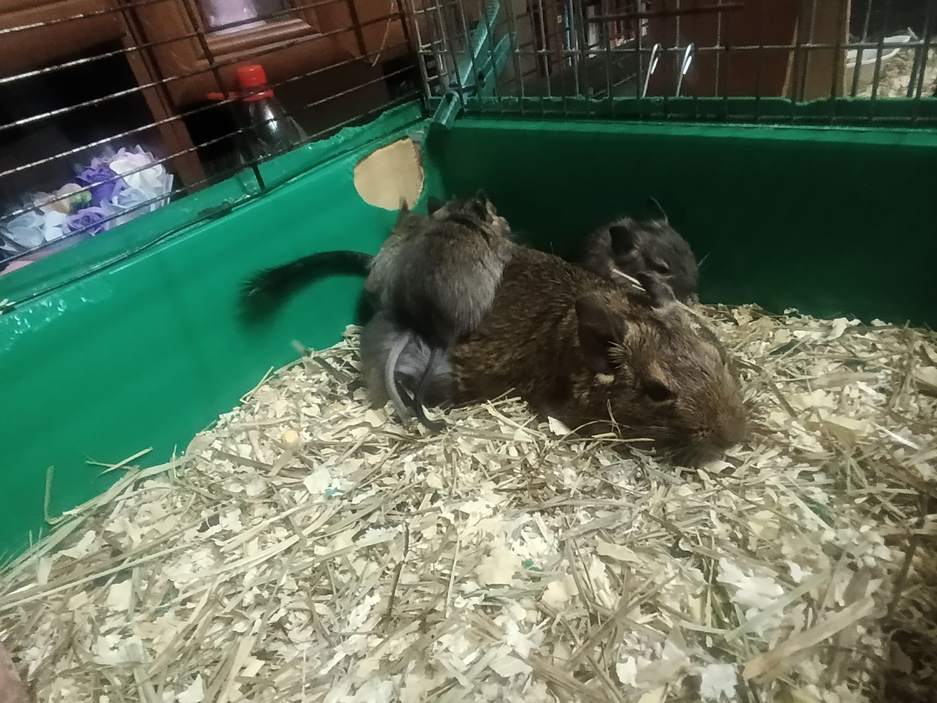 Дегу в добрі руки