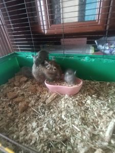 Дегу в добрі руки