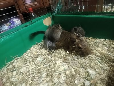 Дегу в добрі руки