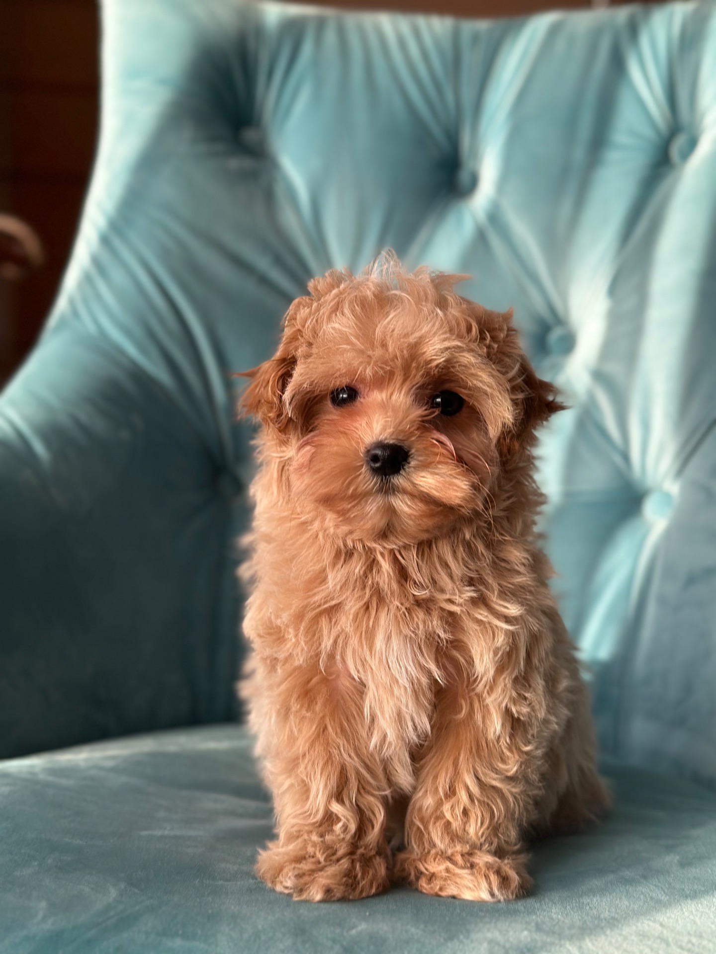 Малыш мальтипу ф1 f1 беби фейс baby face карамельного цвета окраса