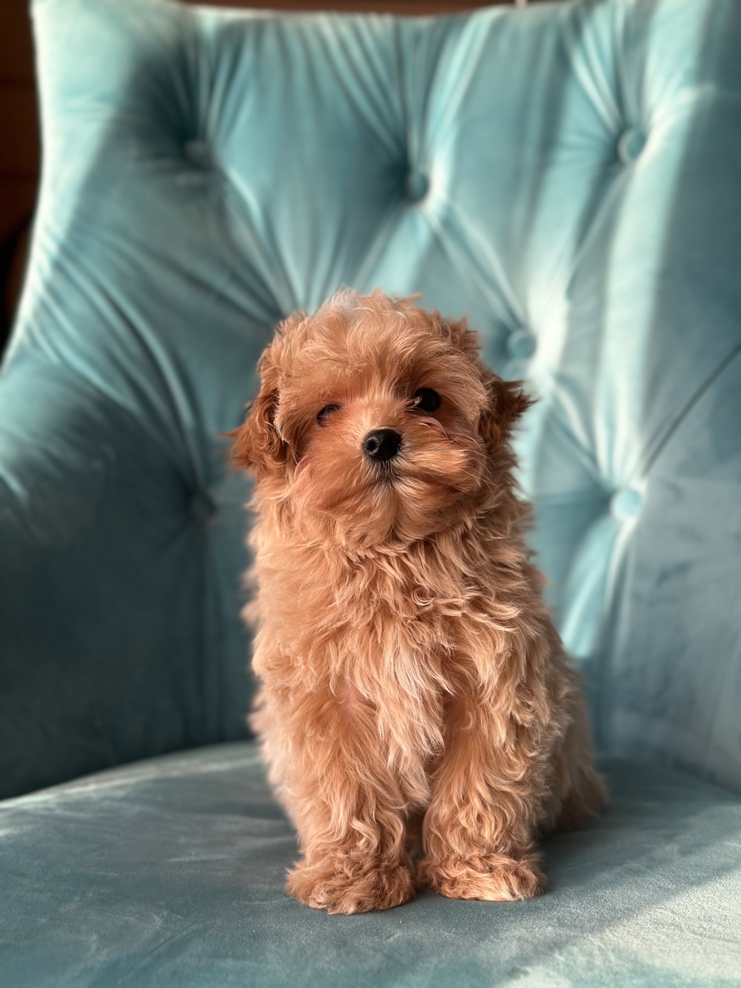 Малыш мальтипу ф1 f1 беби фейс baby face карамельного цвета окраса