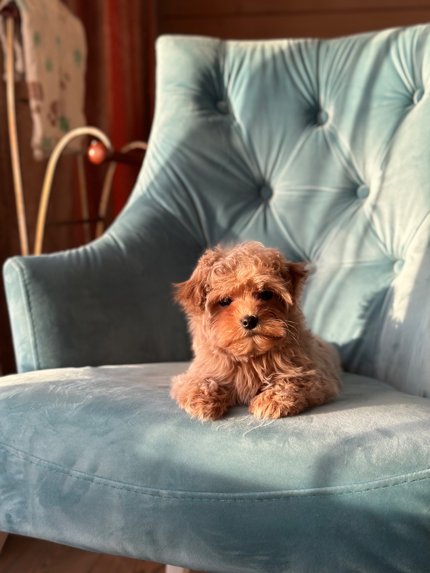 Малыш мальтипу ф1 f1 беби фейс baby face карамельного цвета окраса