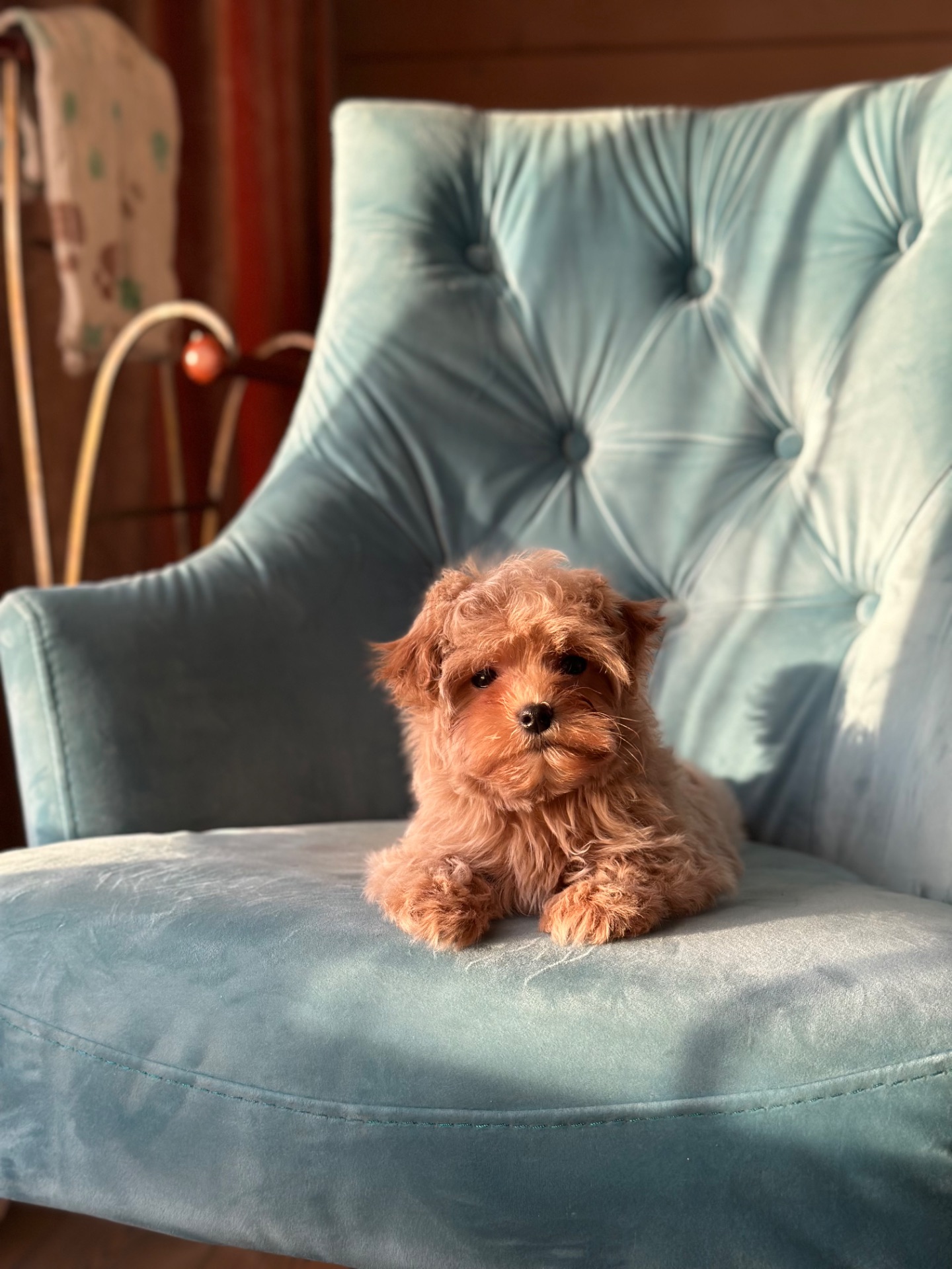 Малыш мальтипу ф1 f1 беби фейс baby face карамельного цвета окраса