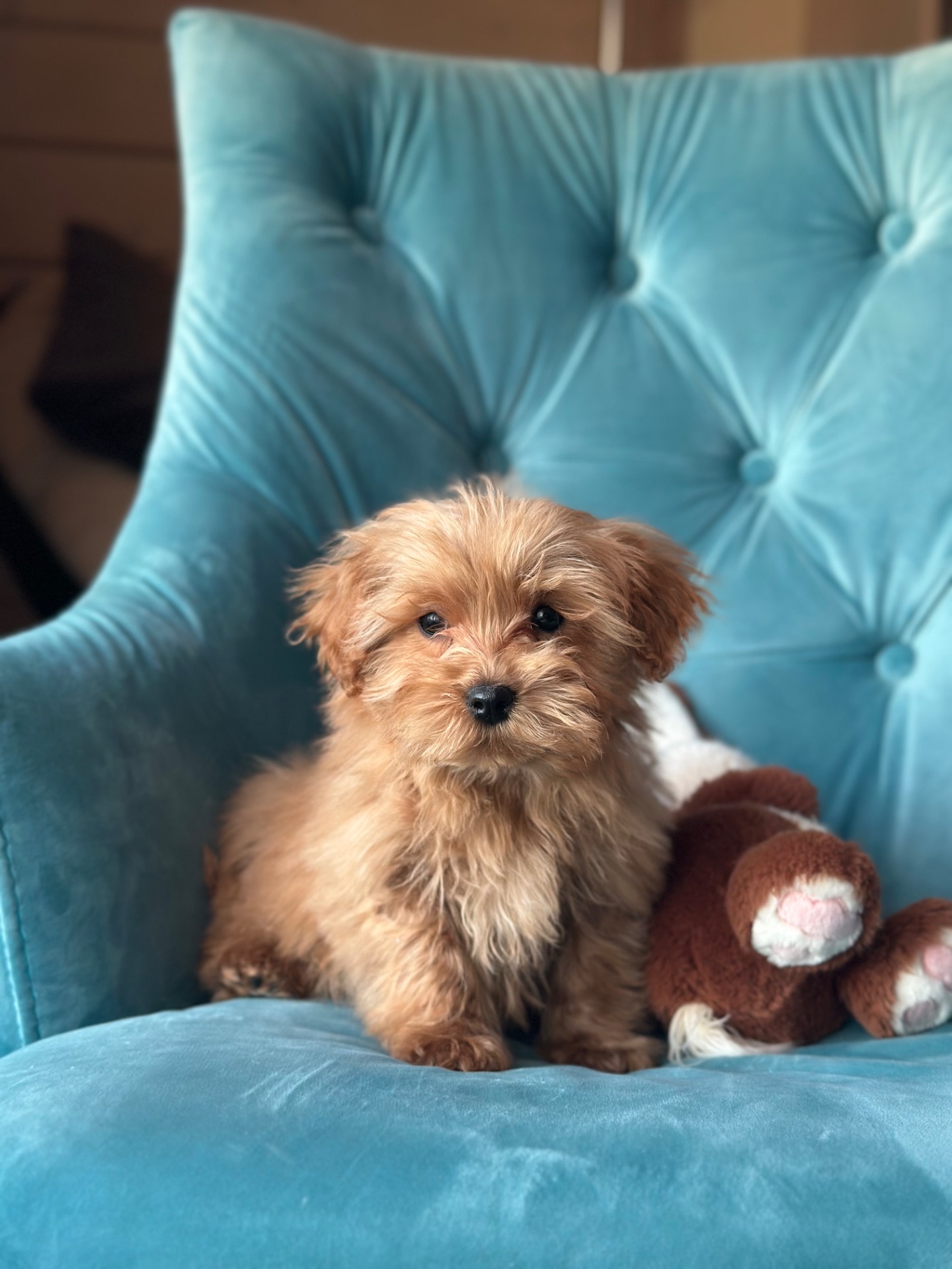 Малыш мальтипу ф1 f1 беби фейс baby face ред браун