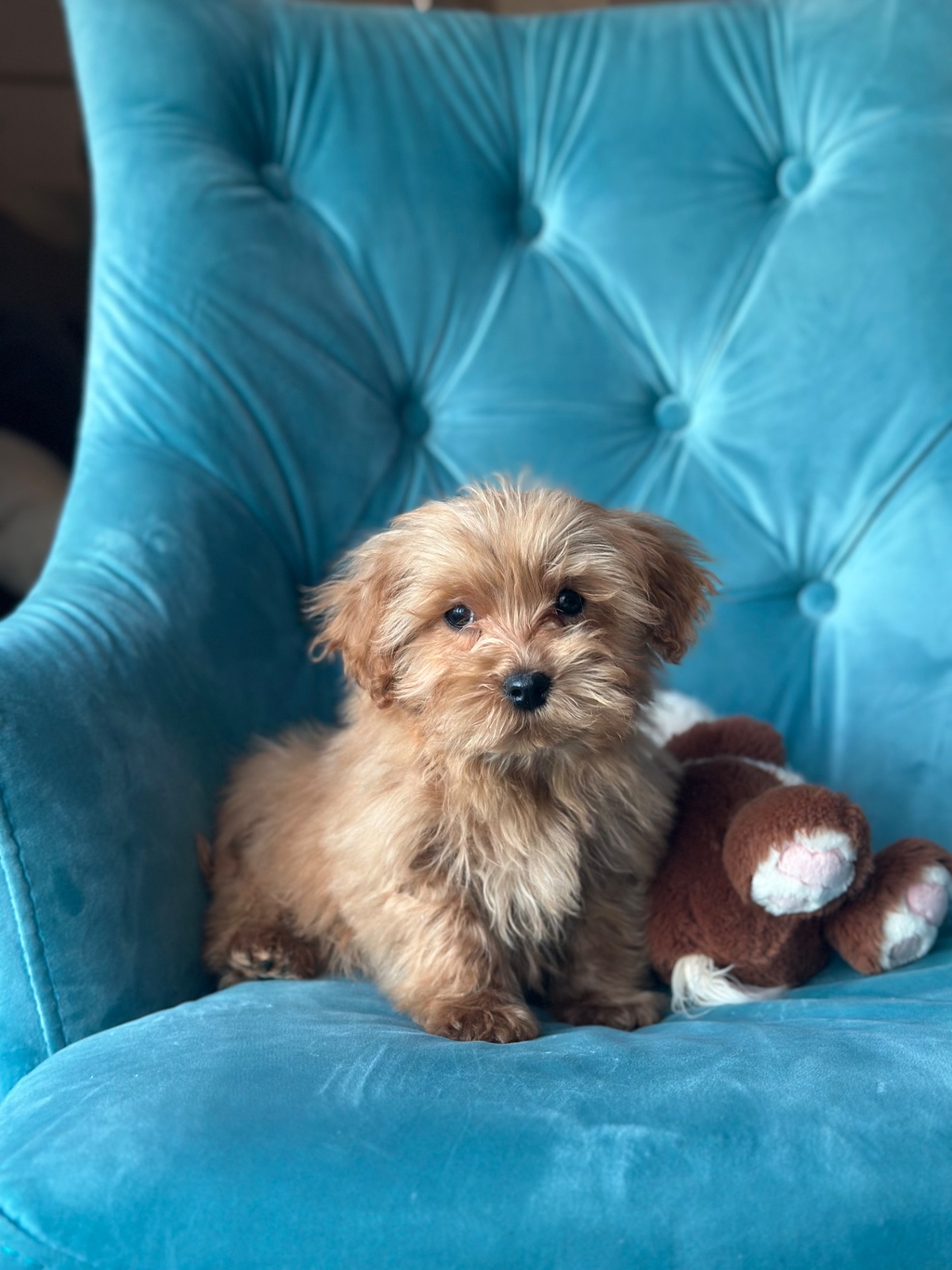 Малыш мальтипу ф1 f1 беби фейс baby face ред браун