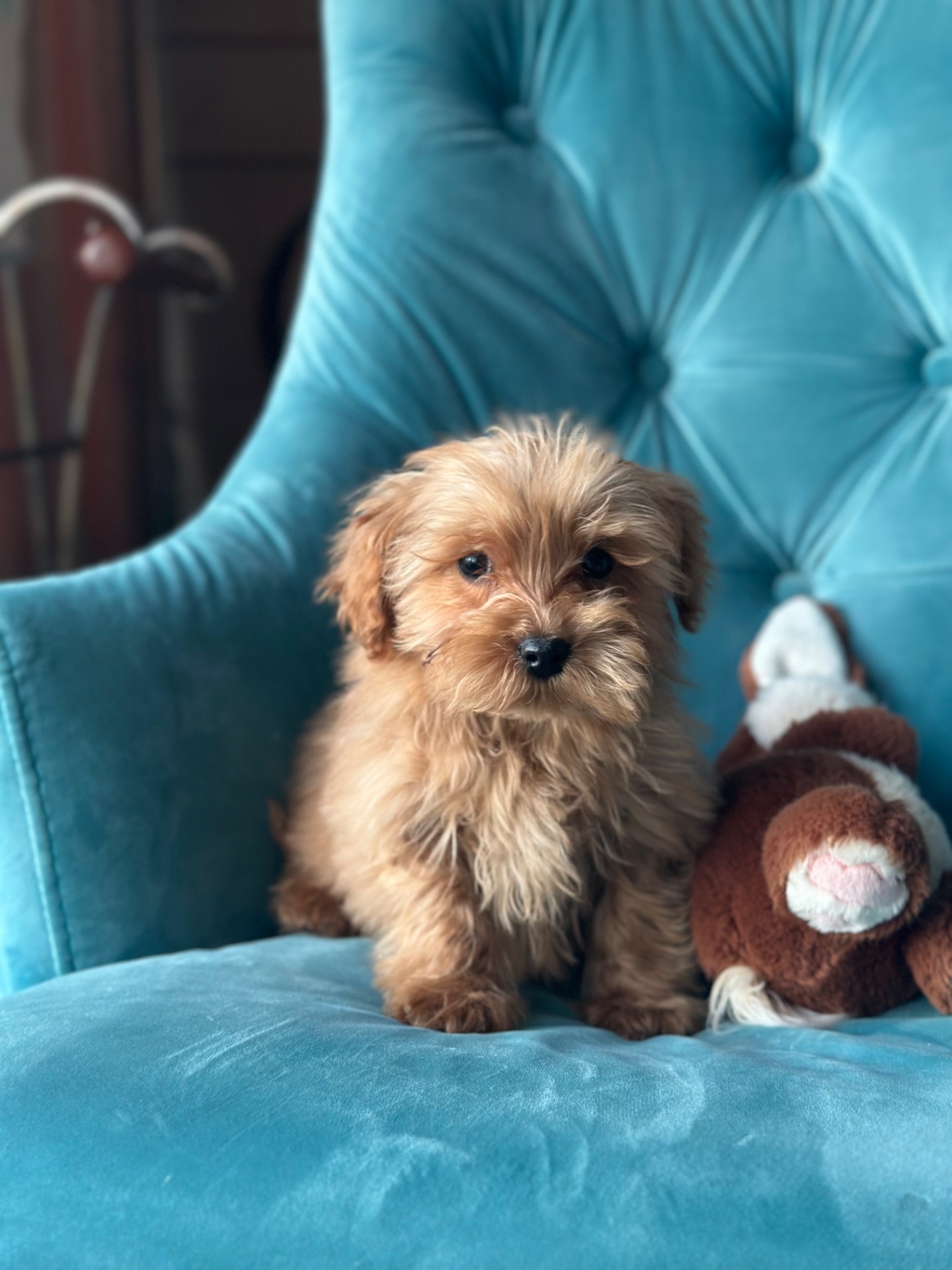 Малыш мальтипу ф1 f1 беби фейс baby face ред браун