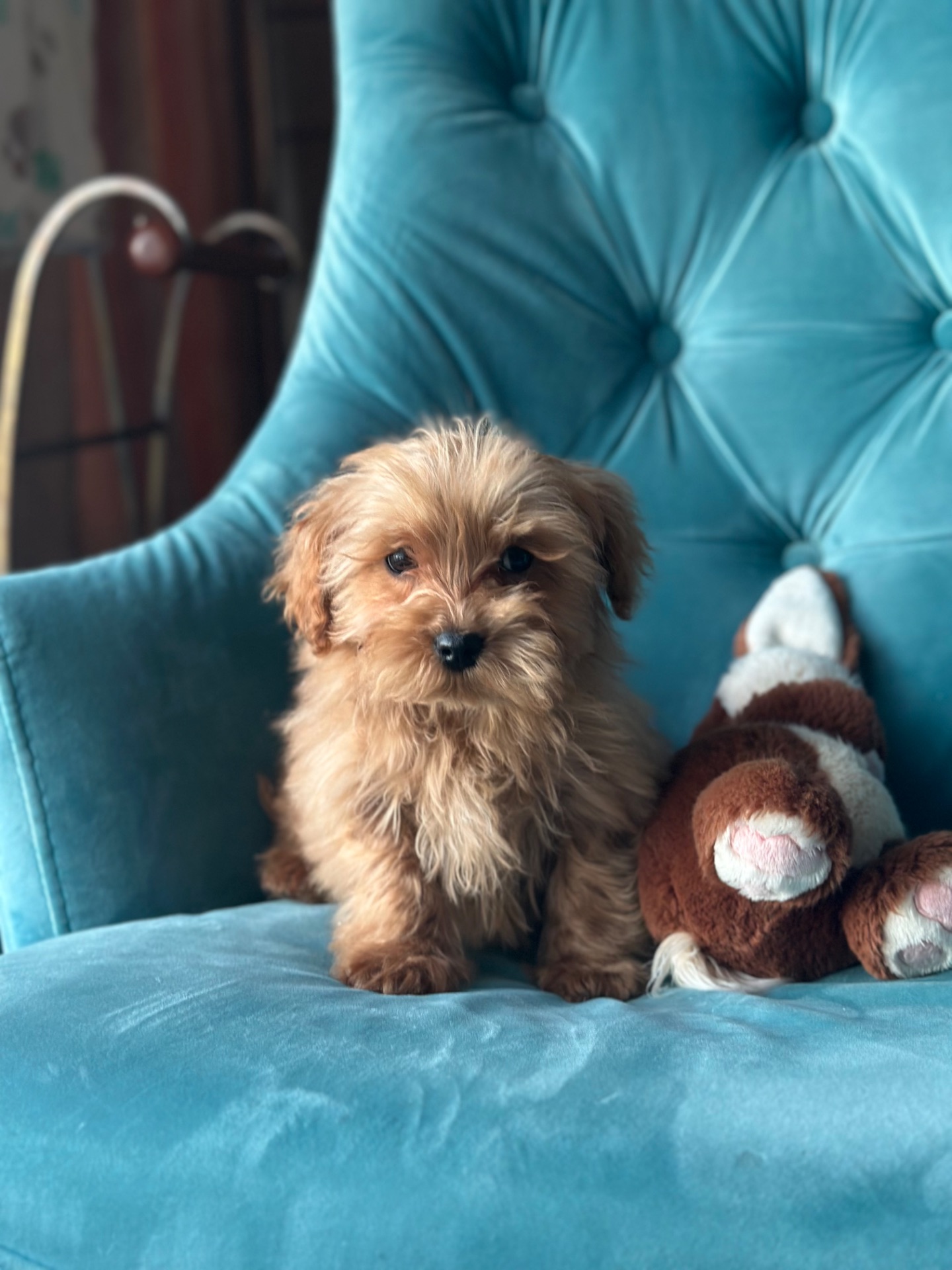 Малыш мальтипу ф1 f1 беби фейс baby face ред браун