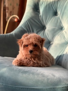 Малыш мальтипу ф1 f1 беби фейс baby face карамельного цвета окраса