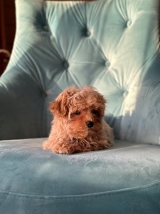 Малыш мальтипу ф1 f1 беби фейс baby face карамельного цвета окраса