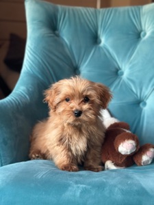 Малыш мальтипу ф1 f1 беби фейс baby face ред браун