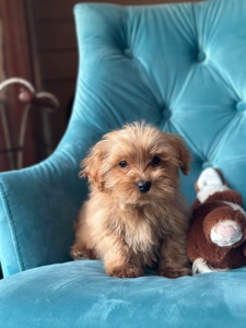 Малыш мальтипу ф1 f1 беби фейс baby face ред браун