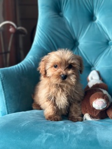 Малыш мальтипу ф1 f1 беби фейс baby face ред браун