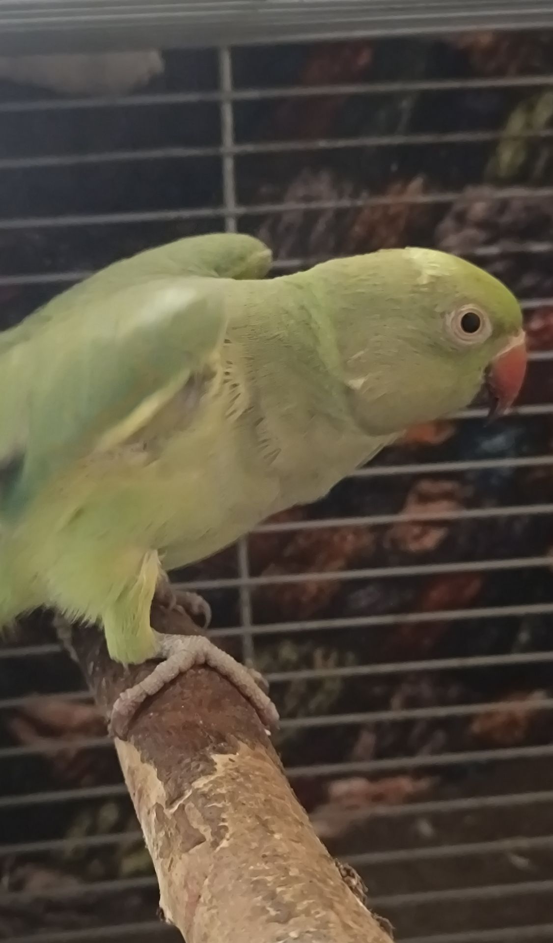 Девочка 2,5 года