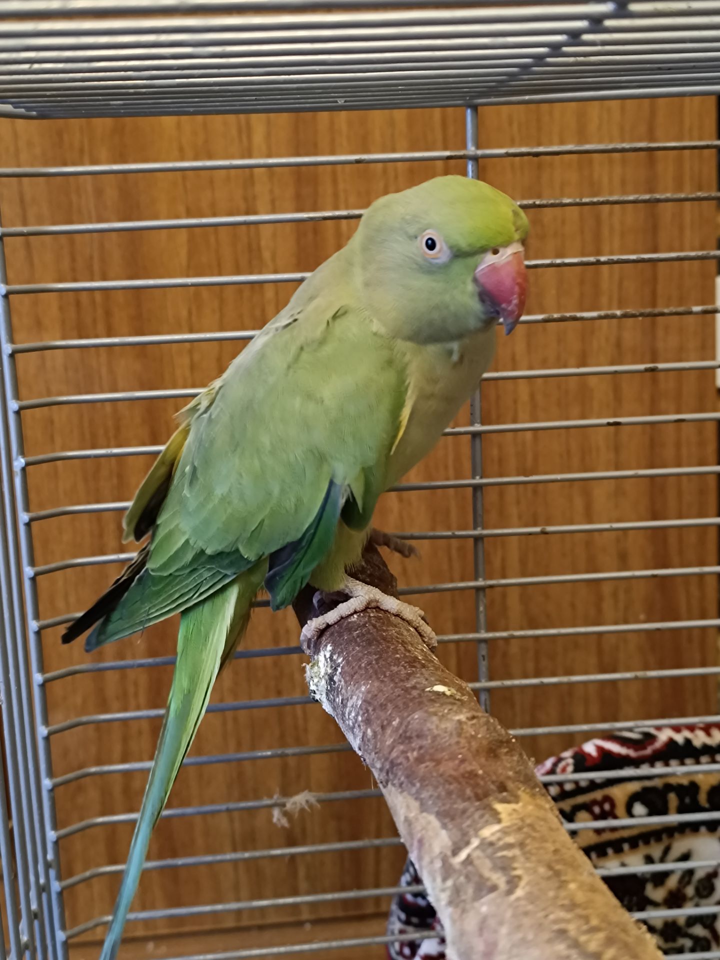 Девочка 2,5 года