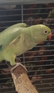 Девочка 2,5 года