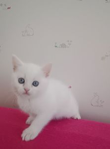 Дівчинка, шотландська прямовуха