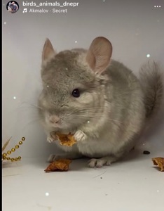 Шиншилла беж мальчик