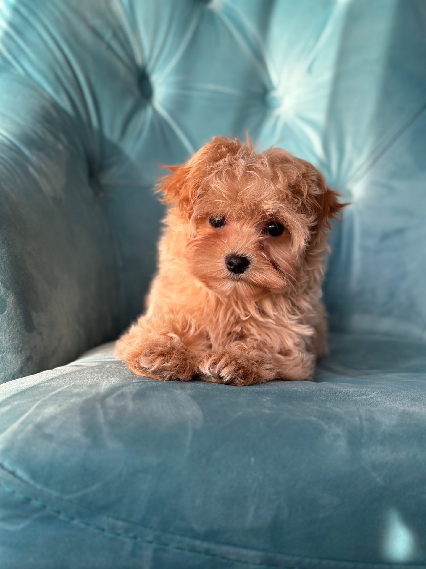 Малыш мальтипу ф1 f1 беби фейс baby face карамельного цвета окраса