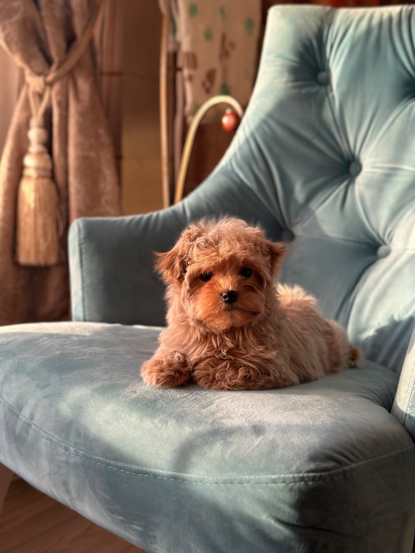 Малыш мальтипу ф1 f1 беби фейс baby face карамельного цвета окраса