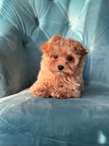 Малыш мальтипу ф1 f1 беби фейс baby face карамельного цвета окраса