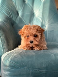 Малыш мальтипу ф1 f1 беби фейс baby face карамельного цвета окраса