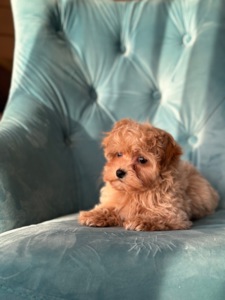 Малыш мальтипу ф1 f1 беби фейс baby face карамельного цвета окраса