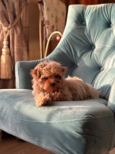 Малыш мальтипу ф1 f1 беби фейс baby face карамельного цвета окраса