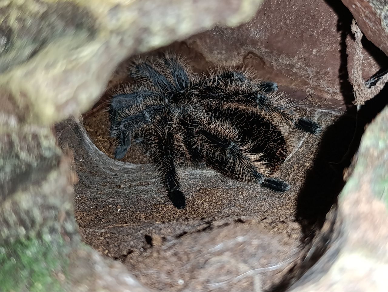 Терраріум куб 25/25/25 з павуком птахоїдом Брахіпельма альбопілосум