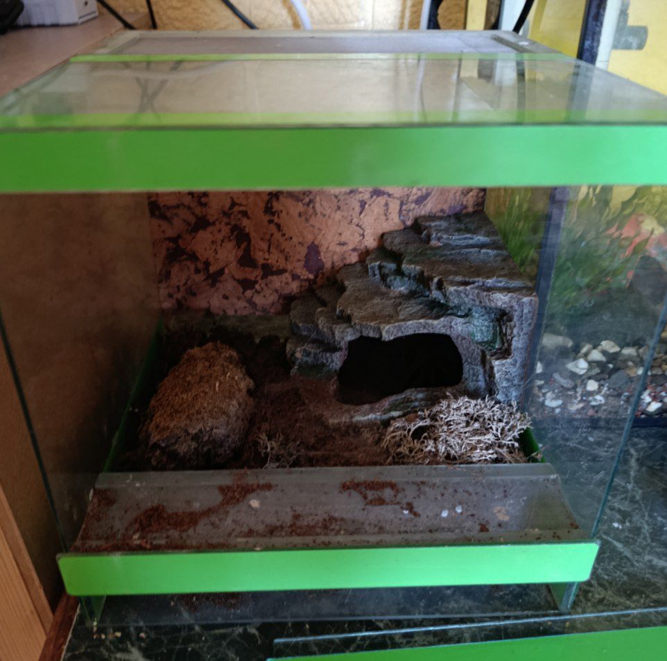 Терраріум куб 25/25/25 з павуком птахоїдом Брахіпельма альбопілосум