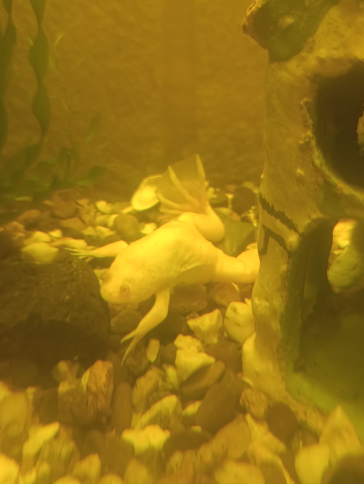 Пара шпорцевих жаб, самець, самка + акваріум на 70 літрів