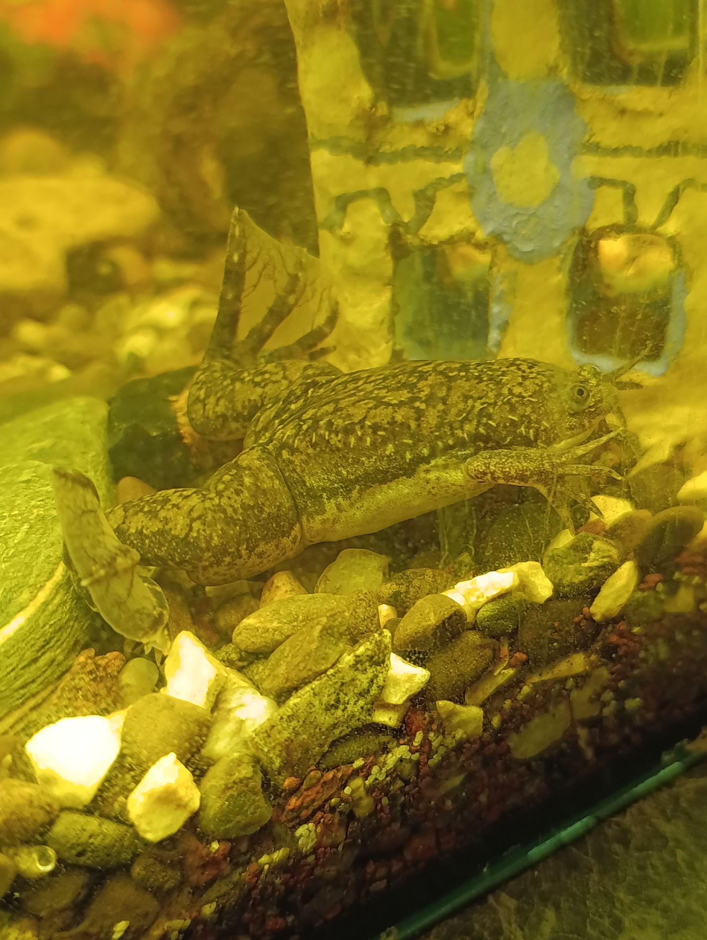 Пара шпорцевих жаб, самець, самка + акваріум на 70 літрів