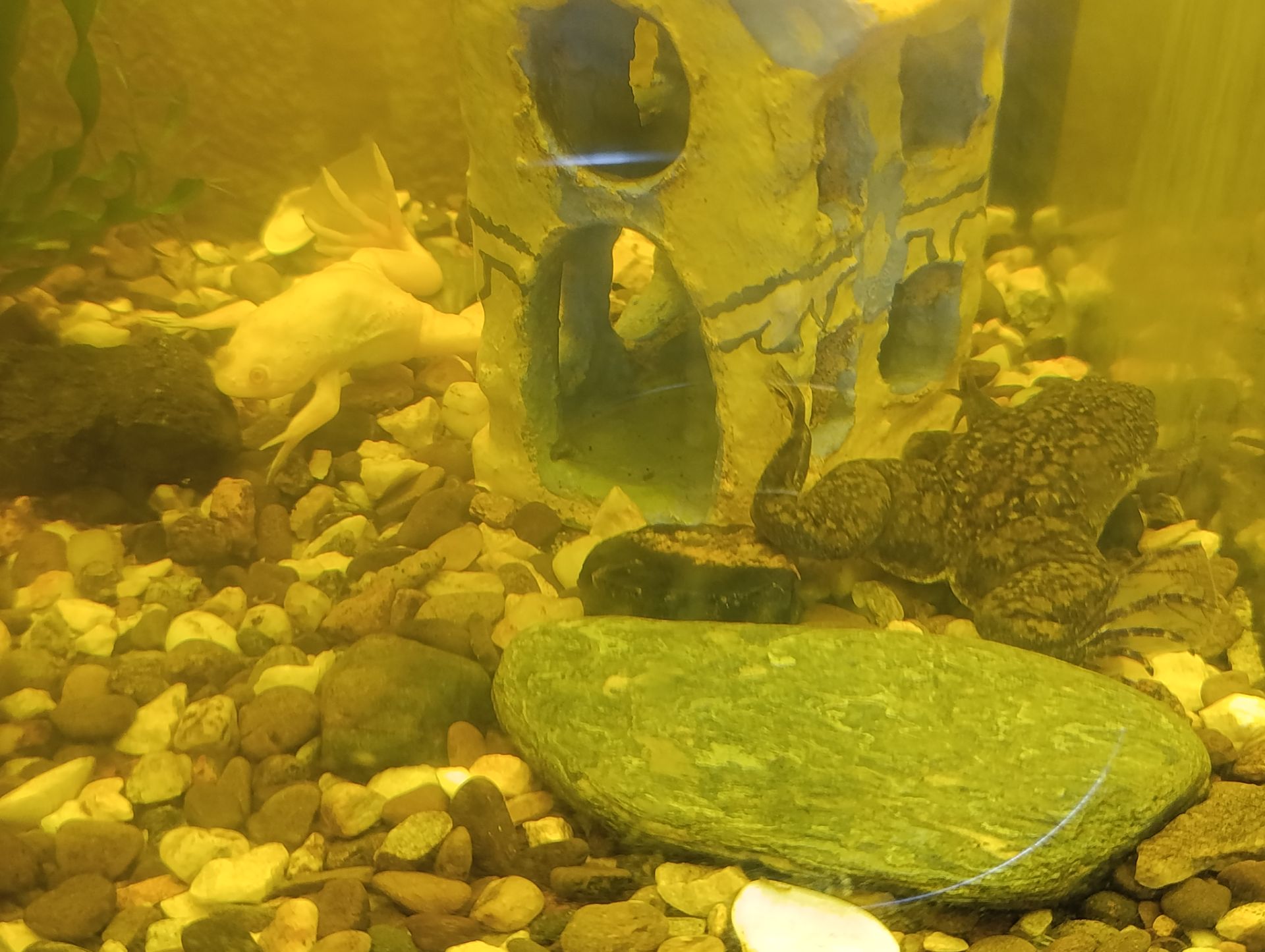 Пара шпорцевих жаб, самець, самка + акваріум на 70 літрів