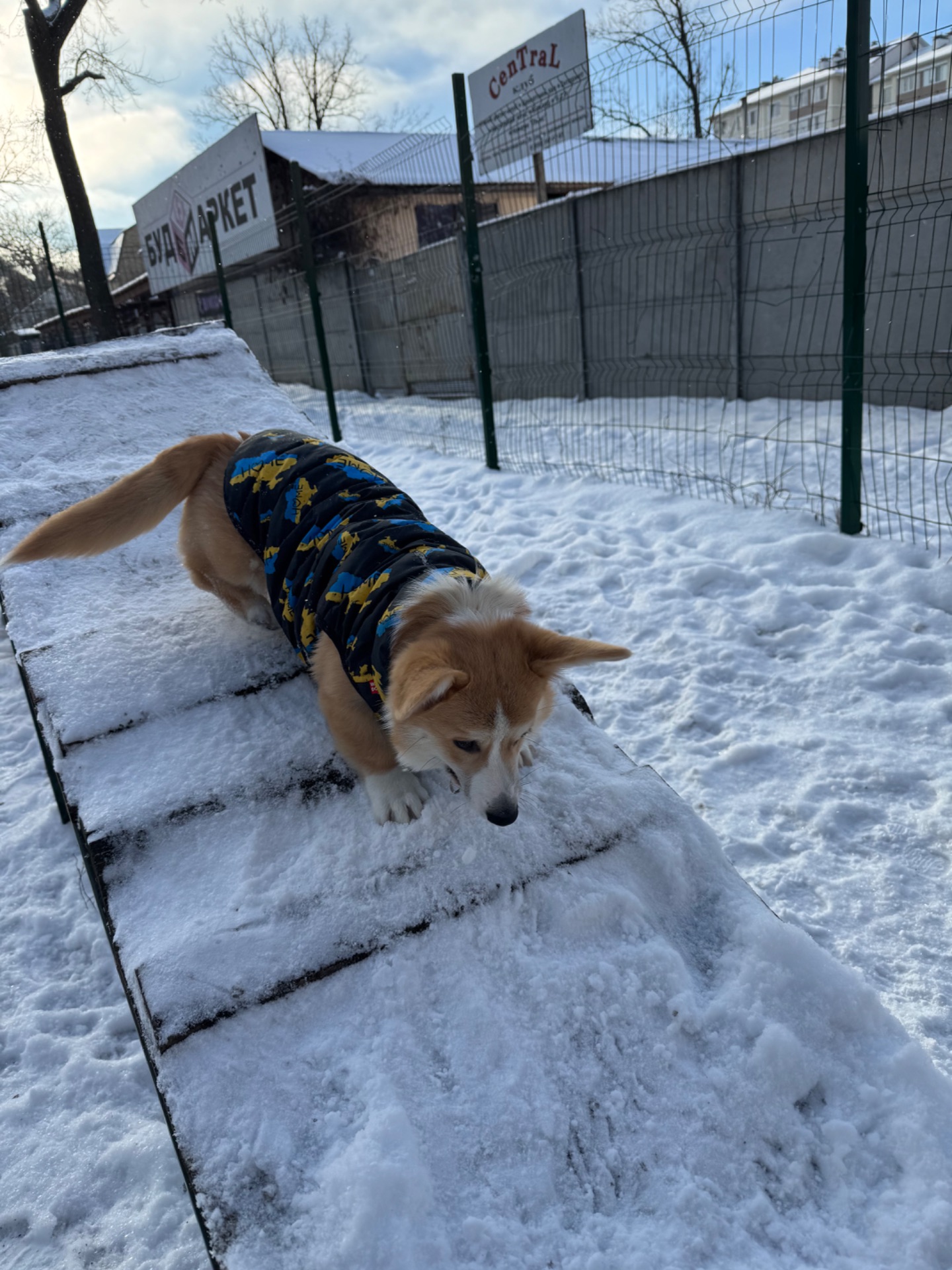 Цуценя вельш коргі пемброк