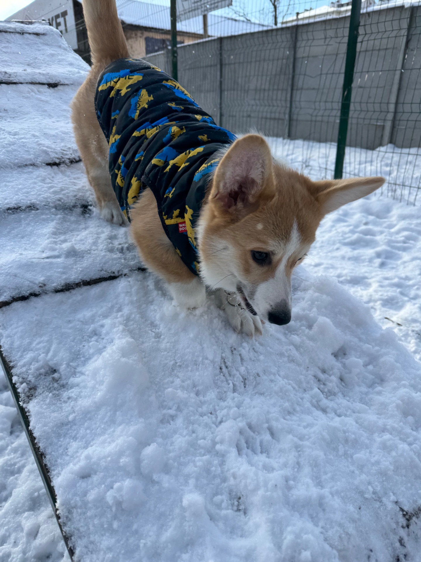 Цуценя вельш коргі пемброк