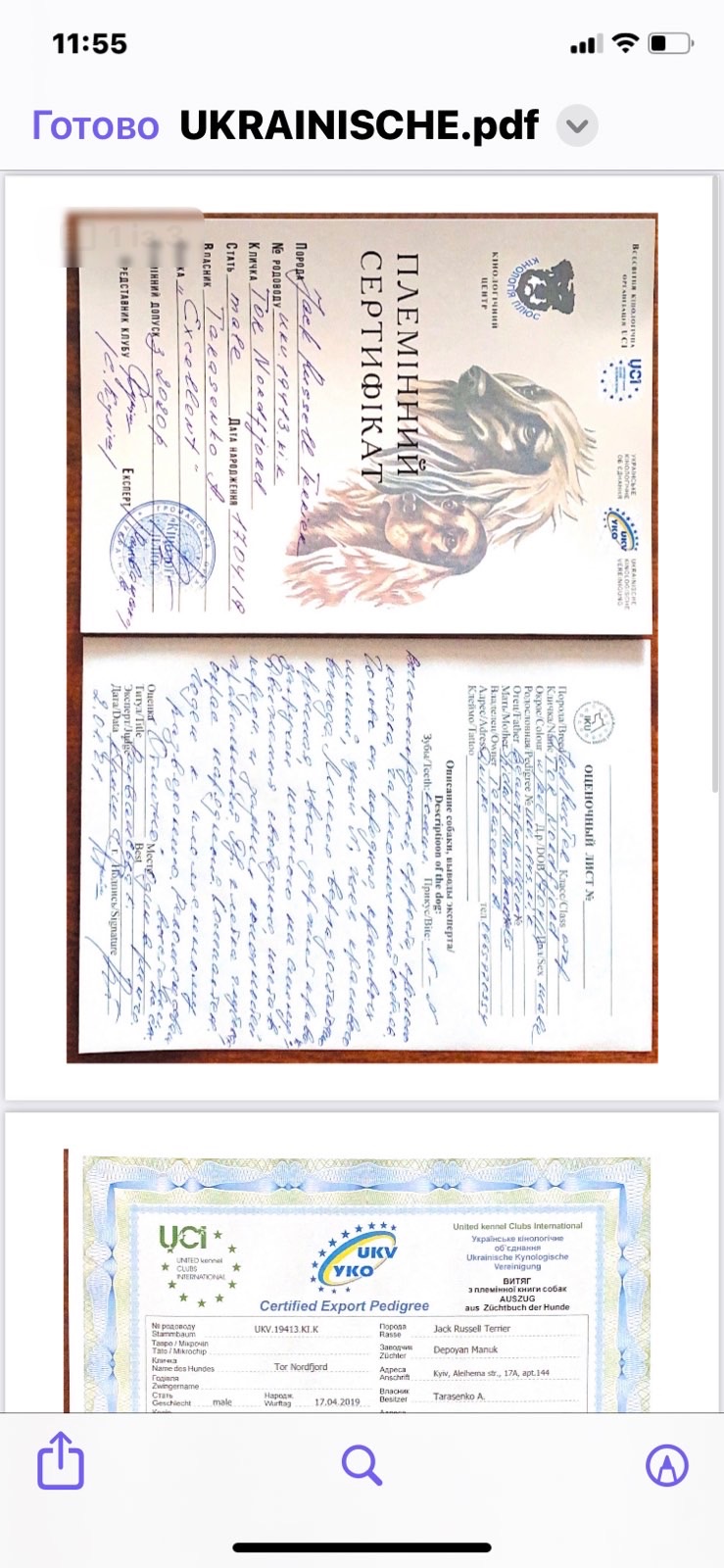 Цуценята Джек Расел Терьер