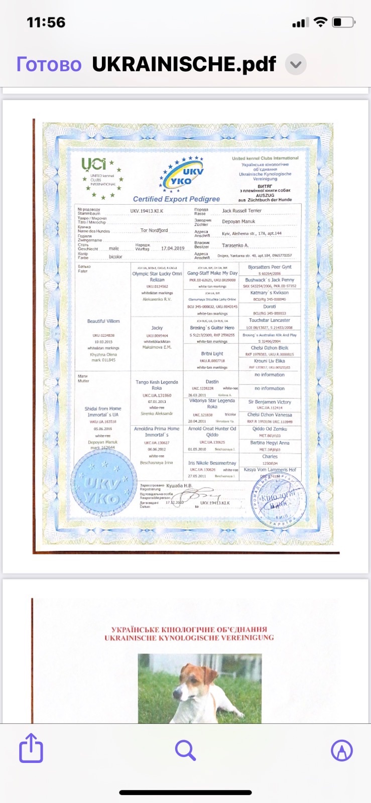 Цуценята Джек Расел Терьер