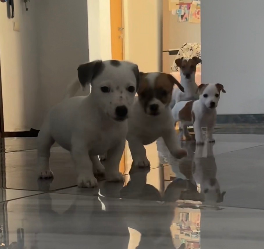 Цуценята Джек Расел Терьер