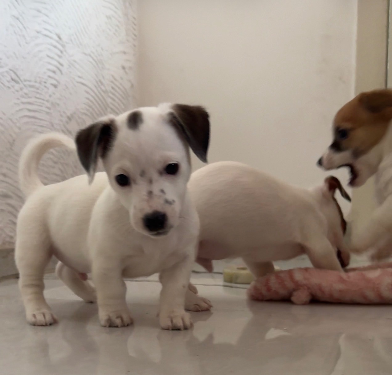 Цуценята Джек Расел Терьер