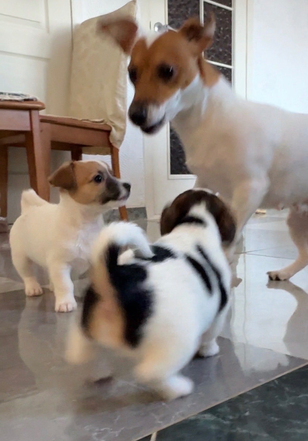 Цуценята Джек Расел Терьер