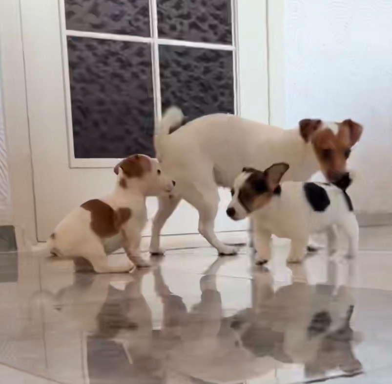 Цуценята Джек Расел Терьер
