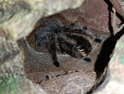 Терраріум куб 25/25/25 з павуком птахоїдом Брахіпельма альбопілосум