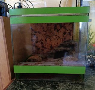 Терраріум куб 25/25/25 з павуком птахоїдом Брахіпельма альбопілосум