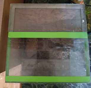 Терраріум куб 25/25/25 з павуком птахоїдом Брахіпельма альбопілосум