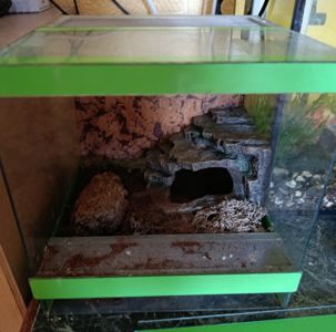 Терраріум куб 25/25/25 з павуком птахоїдом Брахіпельма альбопілосум