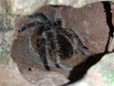 Терраріум куб 25/25/25 з павуком птахоїдом Брахіпельма альбопілосум