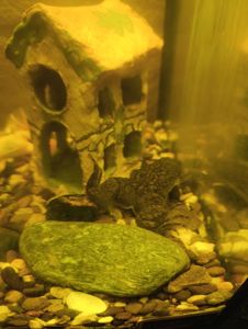 Пара шпорцевих жаб, самець, самка + акваріум на 70 літрів