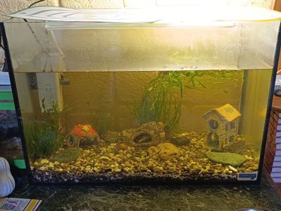 Пара шпорцевих жаб, самець, самка + акваріум на 70 літрів