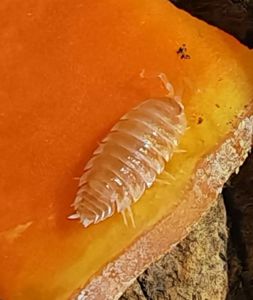 Мориці Porcellio Hoffmannseggi Orange